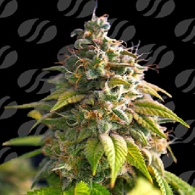 Citrus Slurp > Original Sensible Seeds